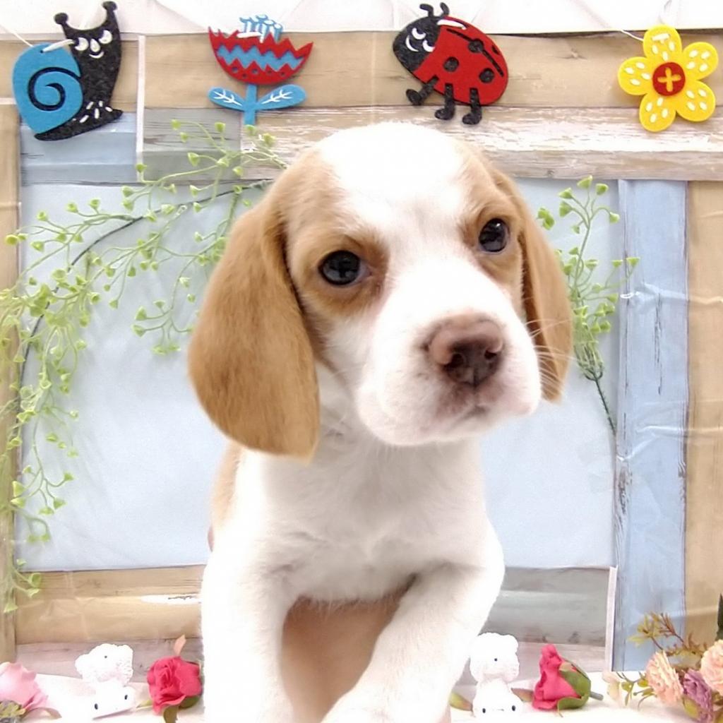 ビーグル ビバペッツ日立店 Onedo Group