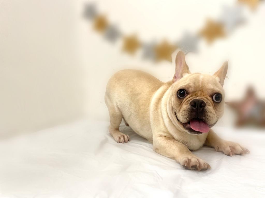 フレンチブルドッグ ペッツワン石岡玉里店 Onedo Group