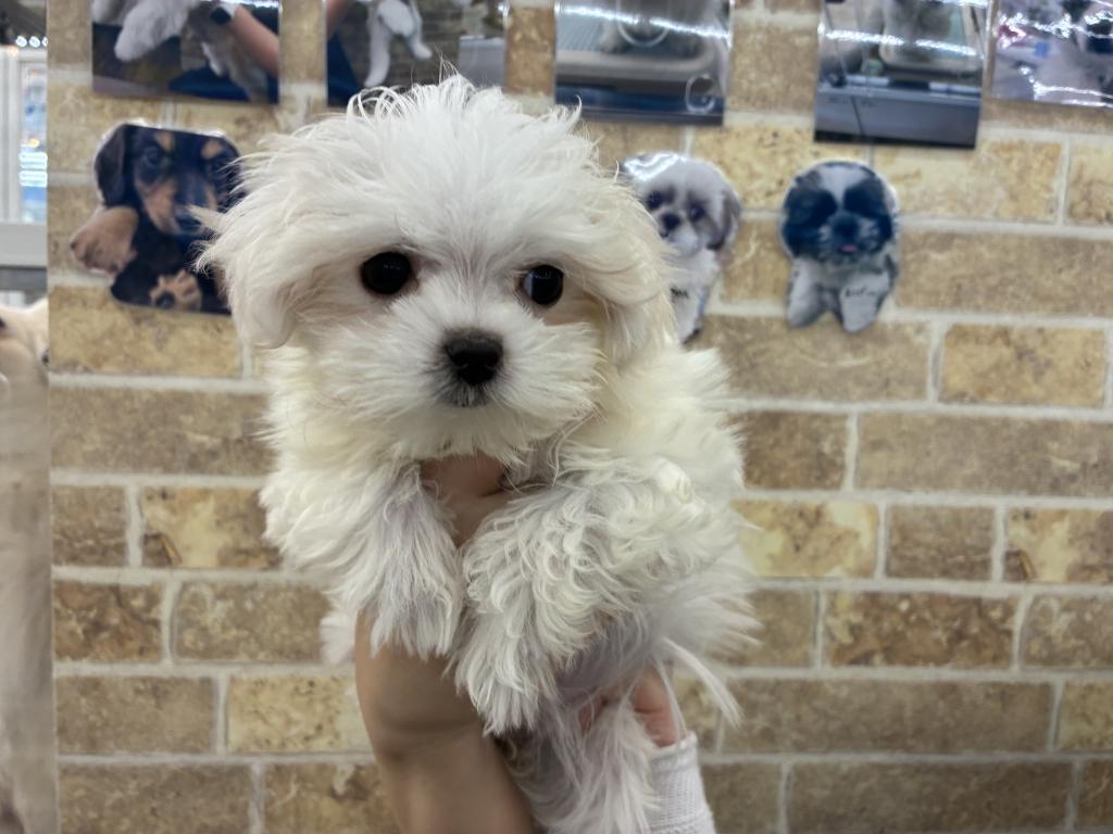 北海道のマルチーズ (ジャパンペッツトレーディング帯広店/2025年12月21日生まれ/女の子/ホワイト)の子犬