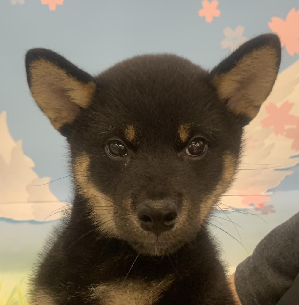 群馬県の柴犬(標準サイズ) (ペッツワン大泉店/2026年2月18日生まれ/男の子/黒)の子犬