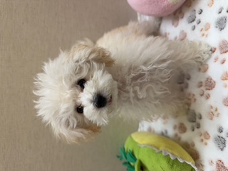 茨城県のトイプードル(トイ) (ペットアミ鹿嶋店/2025年12月12日生まれ/男の子/クリーム)の子犬