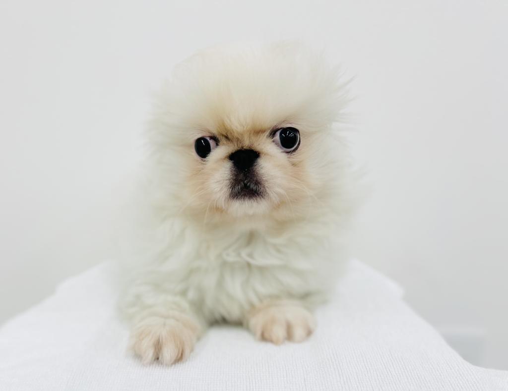 茨城県のペキニーズ (犬の牧場/2025年10月20日生まれ/女の子/ホワイト)の子犬