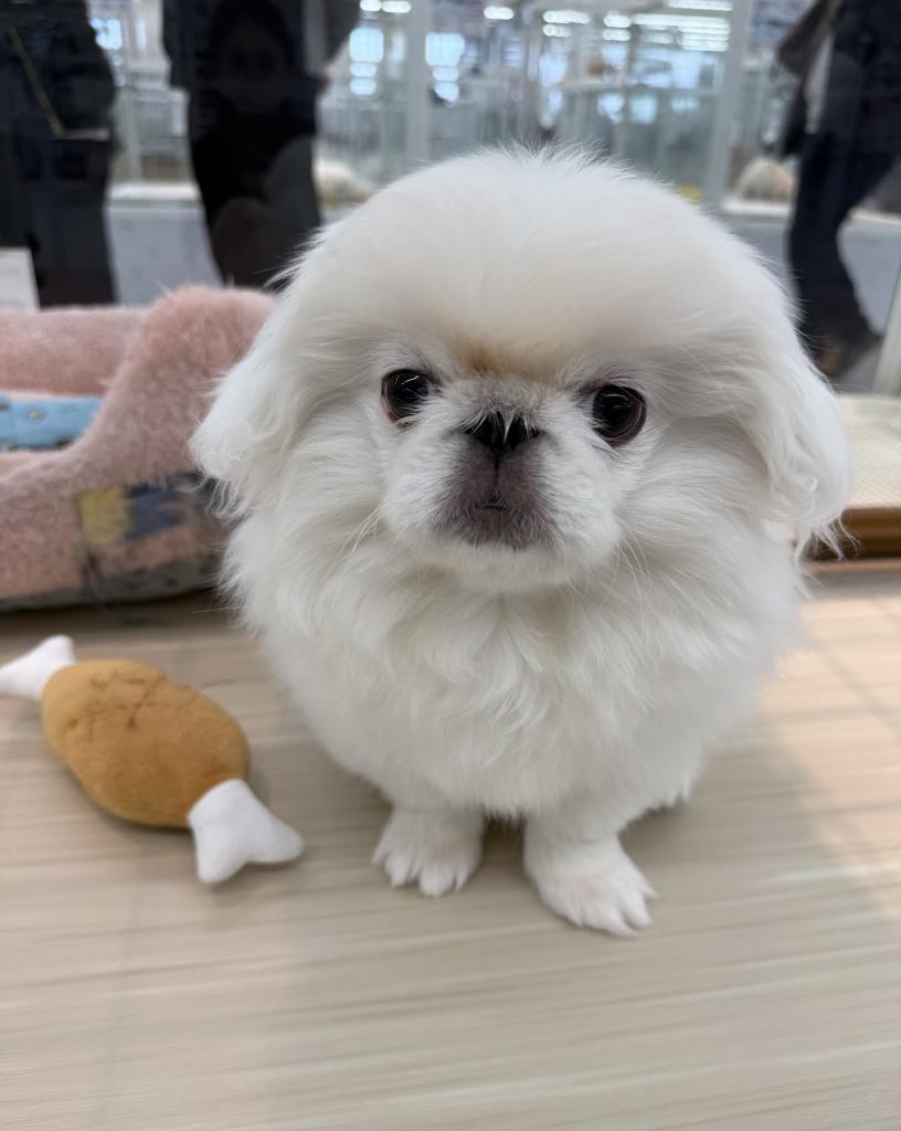 北海道のペキニーズ (ジャパンペッツトレーディング釧路店/2025年10月20日生まれ/女の子/ホワイト)の子犬の3枚目の画像