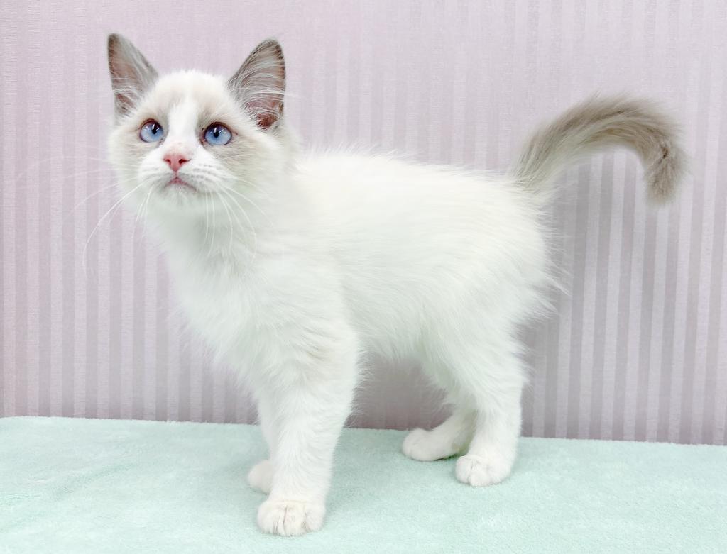 埼玉県のラグドール (OneBuddy南越谷店/2025年9月20日生まれ/女の子/ブルーポイント)の子猫