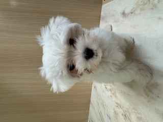 東京都のマルチーズ (OneBuddy町田三輪店/2025年5月28日生まれ/男の子/ホワイト)の子犬の1枚目の画像