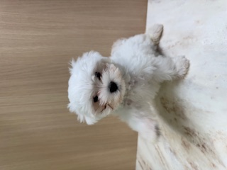 東京都のマルチーズ (OneBuddy町田三輪店/2025年5月28日生まれ/男の子/ホワイト)の子犬の2枚目の画像