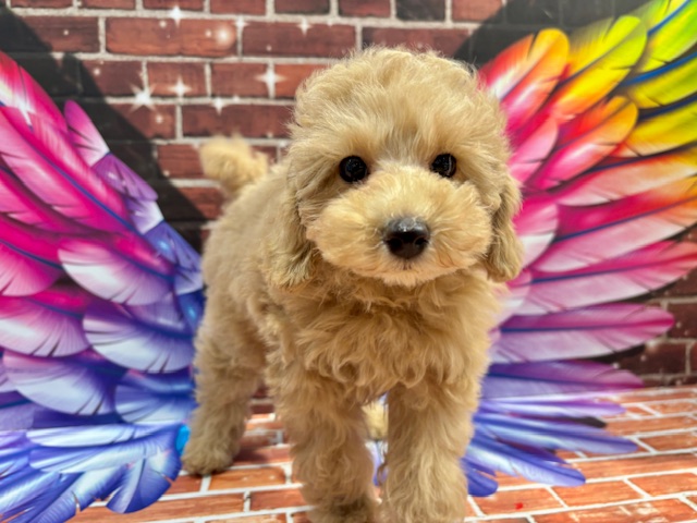 栃木県のトイプードル(トイ) (ペッツワン小山店/2025年11月16日生まれ/男の子/アプリコット)の子犬の2枚目の画像