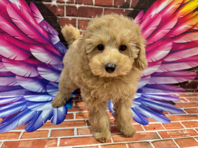 栃木県のトイプードル(トイ) (ペッツワン小山店/2025年11月16日生まれ/男の子/アプリコット)の子犬の3枚目の画像