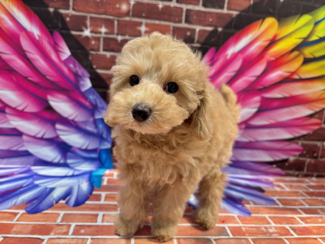 栃木県のトイプードル(トイ) (ペッツワン小山店/2025年11月16日生まれ/男の子/アプリコット)の子犬の4枚目の画像