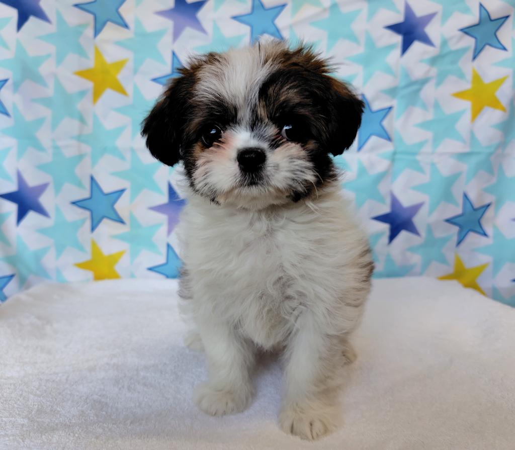 茨城県のハーフ犬・ミックス犬 (OneBuddyトモニー水戸店/2026年3月5日生まれ/女の子/ゴールドホワイト)の子犬