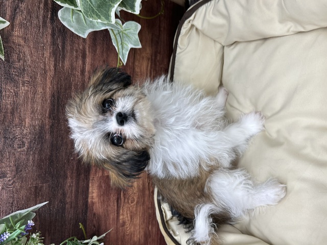 茨城県のハーフ犬・ミックス犬 (OneBuddyトモニー水戸店/2026年3月5日生まれ/女の子/ゴールドホワイト)の子犬の2枚目の画像