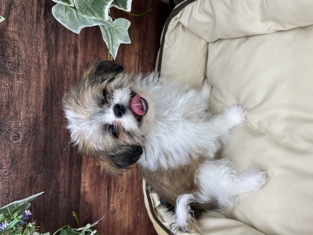 茨城県のハーフ犬・ミックス犬 (OneBuddyトモニー水戸店/2026年3月5日生まれ/女の子/ゴールドホワイト)の子犬の3枚目の画像