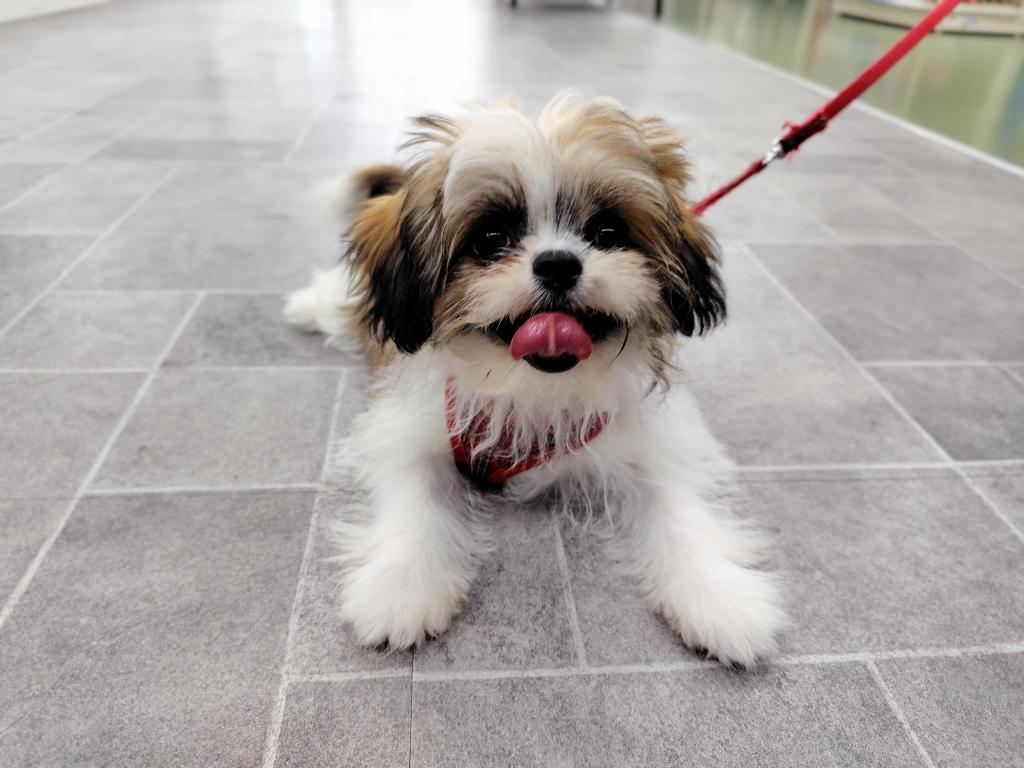 茨城県のハーフ犬・ミックス犬 (OneBuddyトモニー水戸店/2026年3月5日生まれ/女の子/ゴールドホワイト)の子犬の4枚目の画像