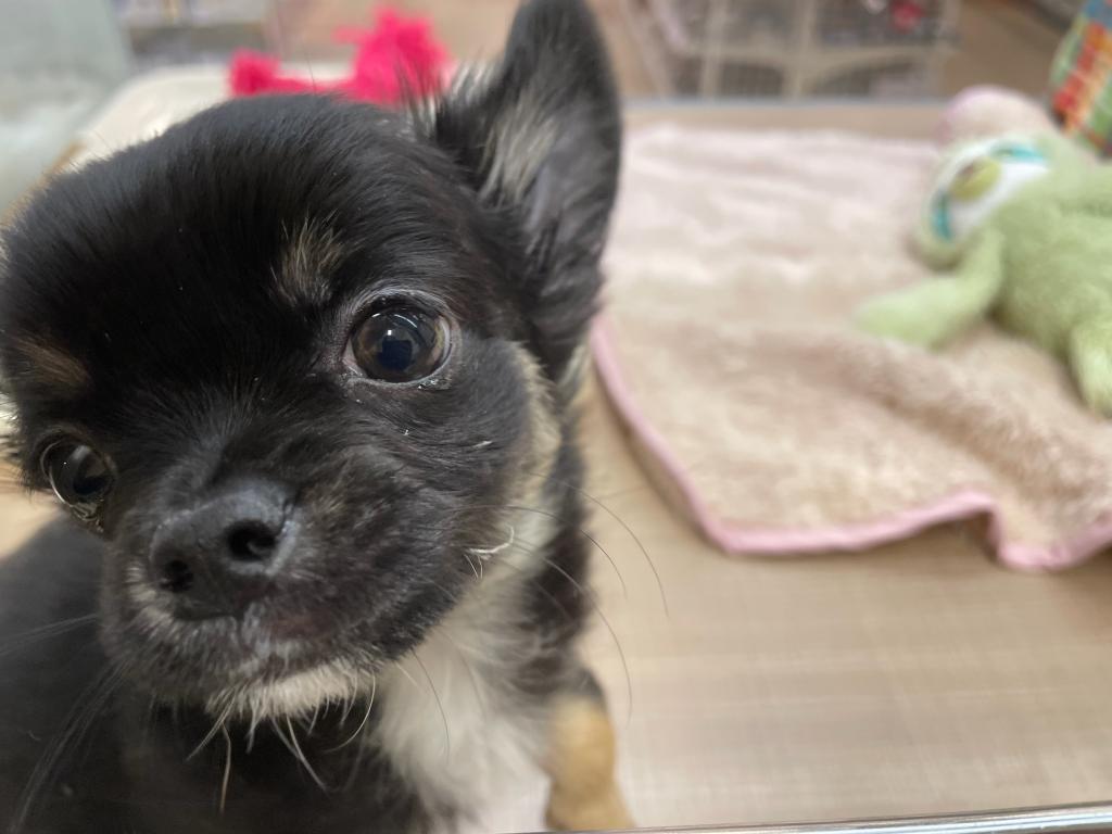 栃木県のチワワ(ロング) (ペッツワン足利大月店/2025年11月30日生まれ/男の子/ブラックタン)の子犬の1枚目の画像