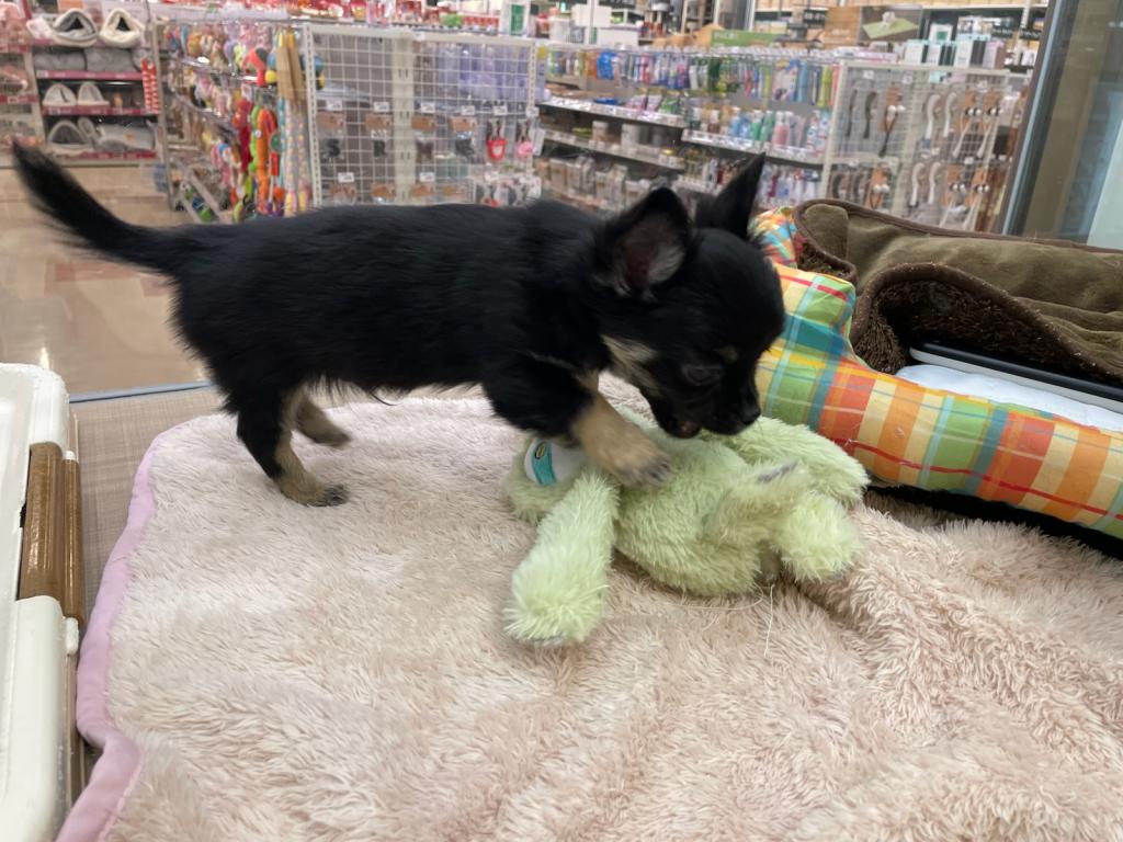 栃木県のチワワ(ロング) (ペッツワン足利大月店/2025年11月30日生まれ/男の子/ブラックタン)の子犬の2枚目の画像