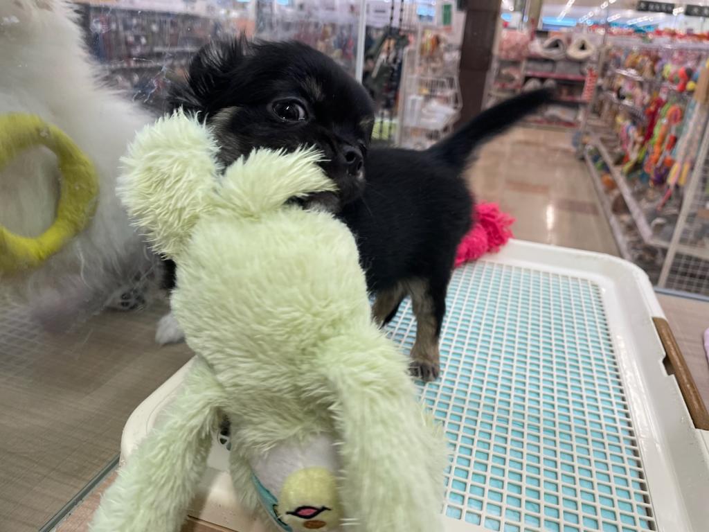 栃木県のチワワ(ロング) (ペッツワン足利大月店/2025年11月30日生まれ/男の子/ブラックタン)の子犬の3枚目の画像