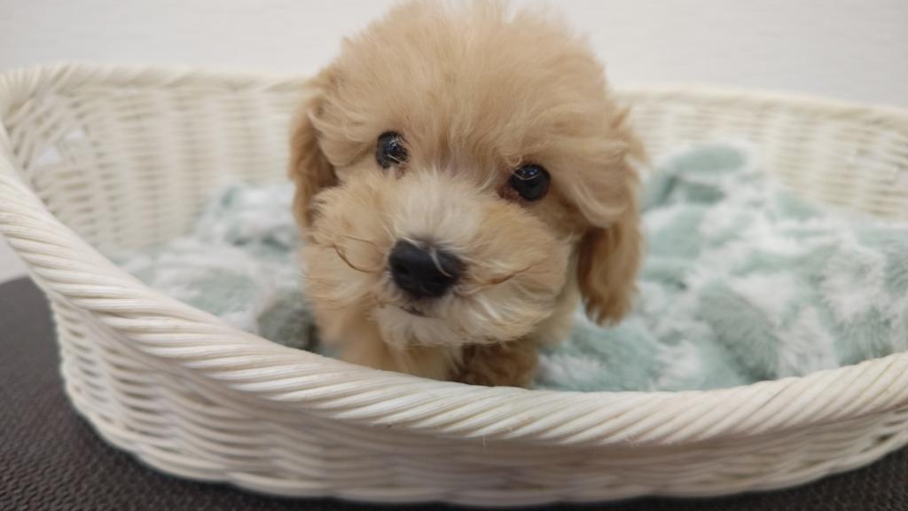 埼玉県のハーフ犬・ミックス犬 (OneBuddy宮代店/2025年8月22日生まれ/男の子/アプリコット)の子犬の2枚目の画像