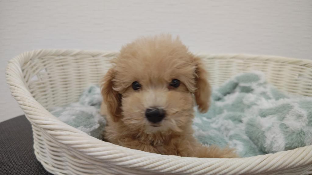 埼玉県のハーフ犬・ミックス犬 (OneBuddy宮代店/2025年8月22日生まれ/男の子/アプリコット)の子犬の1枚目の画像