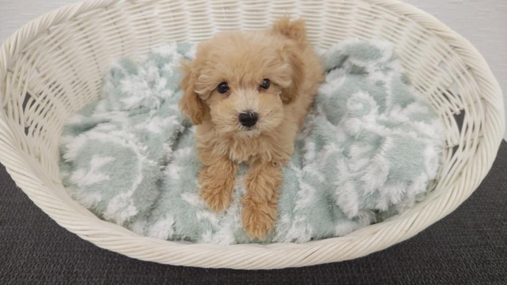 埼玉県のハーフ犬・ミックス犬 (OneBuddy宮代店/2025年8月22日生まれ/男の子/アプリコット)の子犬の3枚目の画像