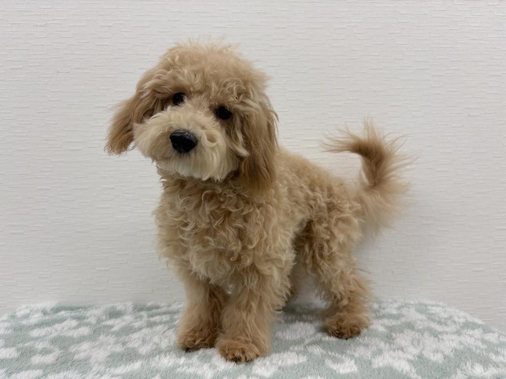 埼玉県のマルプー(マルチーズ×プードル) (OneBuddy宮代店/2025年8月22日生まれ/男の子/アプリコット)の子犬の2枚目の画像