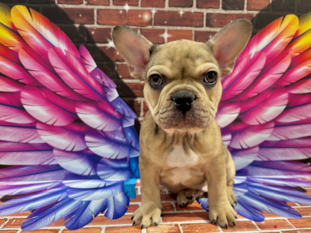 栃木県のフレンチブルドッグ (ペッツワン小山店/2025年11月4日生まれ/男の子/フォーンマール)の子犬の2枚目の画像