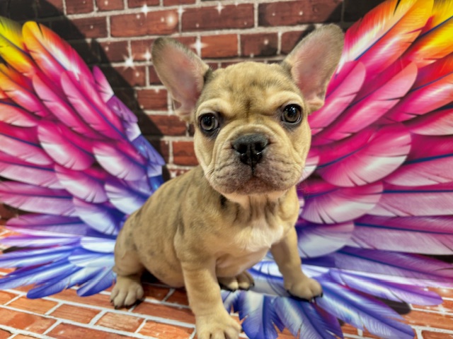 栃木県のフレンチブルドッグ (ペッツワン小山店/2025年11月4日生まれ/男の子/フォーンマール)の子犬の3枚目の画像