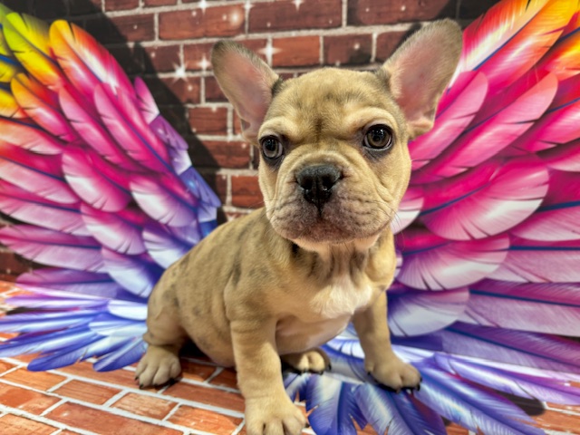 栃木県のフレンチブルドッグ (ペッツワン小山店/2025年11月4日生まれ/男の子/フォーンマール)の子犬の4枚目の画像