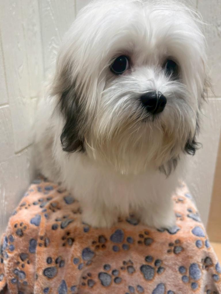 東京都のハーフ犬・ミックス犬 (OneBuddy仙川店/2025年5月30日生まれ/女の子/ゴールドホワイト)の子犬の4枚目の画像