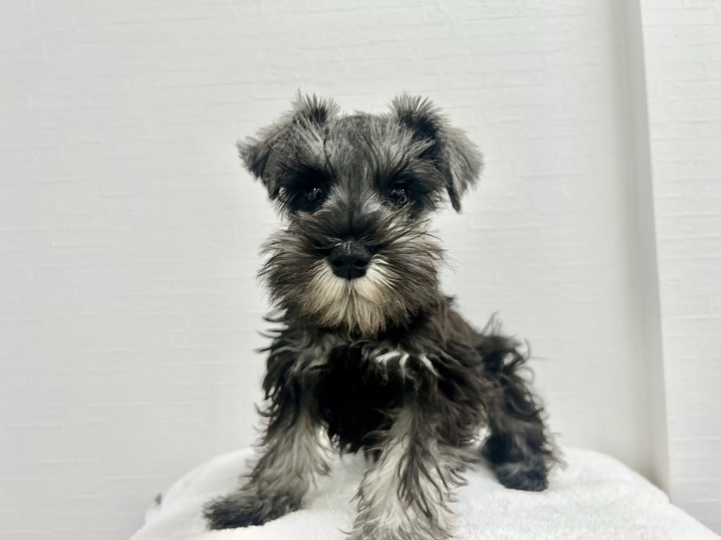 茨城県のミニチュアシュナウザー (犬の牧場/2025年9月8日生まれ/女の子/ソルト・ペッパー)の子犬