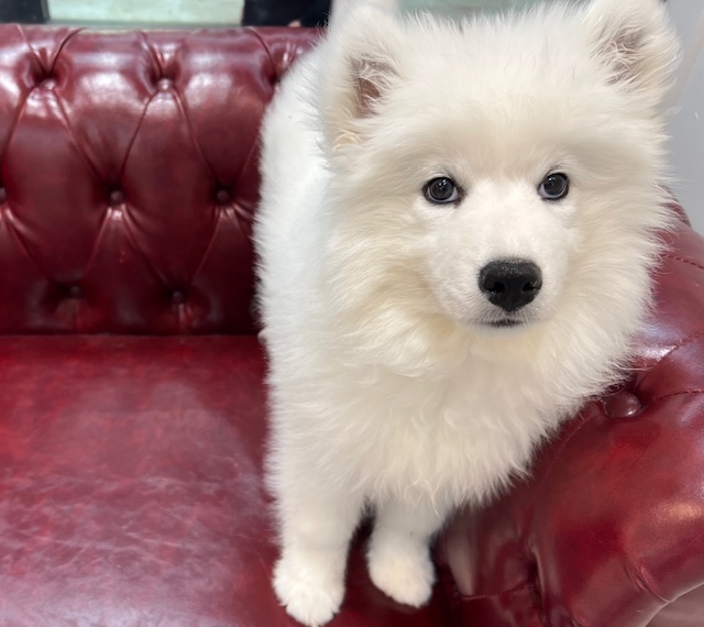 茨城県のサモエド (OneBuddy佐原東店/2025年12月29日生まれ/女の子/ホワイト)の子犬