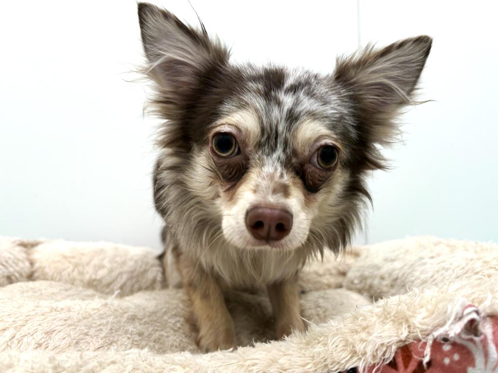 栃木県のチワワ(ロング) (ペッツワン宇都宮平出店/2025年4月9日生まれ/男の子/チョコレートマール)の子犬の2枚目の画像