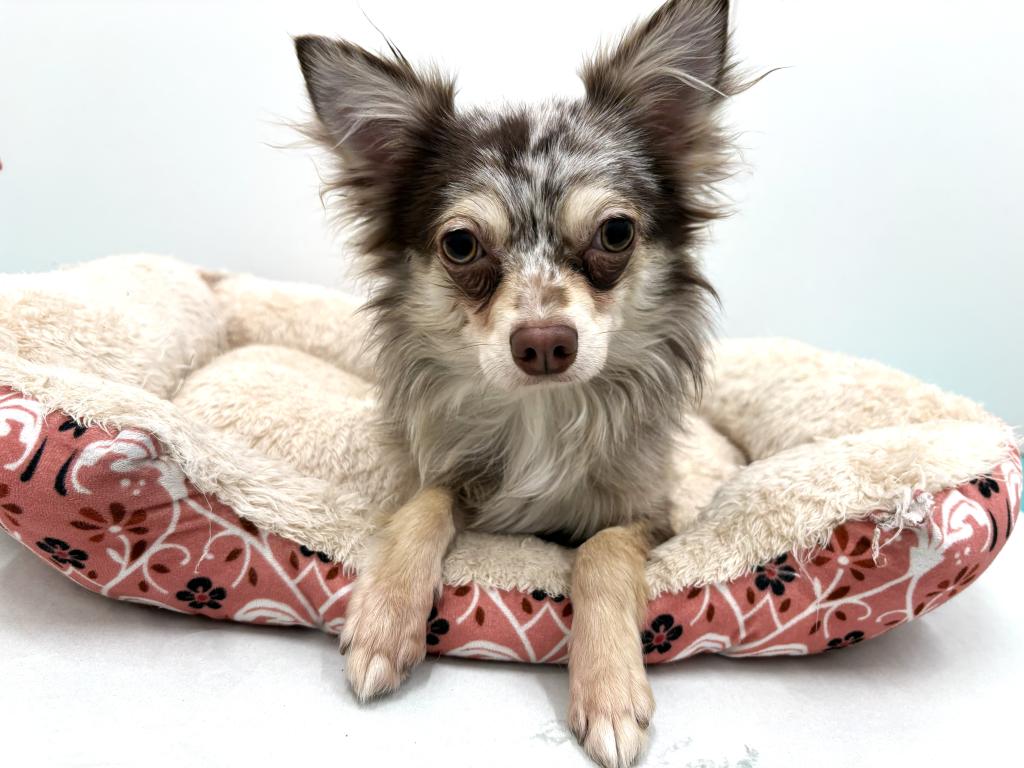 栃木県のチワワ(ロング) (ペッツワン宇都宮平出店/2025年4月9日生まれ/男の子/チョコレートマール)の子犬の1枚目の画像