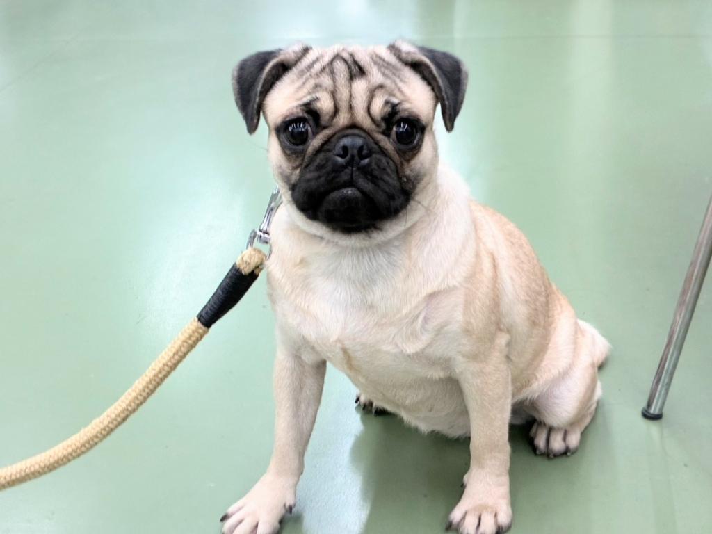 茨城県のパグ (OneBuddyトモニー水戸店/2025年1月11日生まれ/女の子/フォーン)の子犬の4枚目の画像