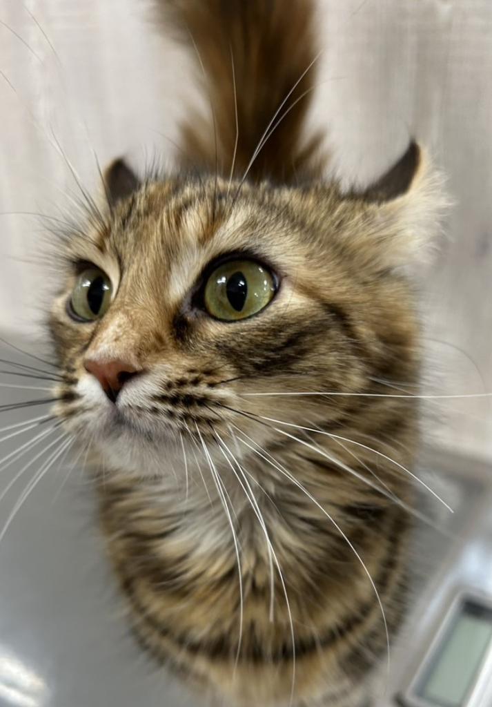 栃木県のアメリカンカール (OneBuddy宇都宮店/2025年2月1日生まれ/女の子/ブラウンパッチドタビー)の子猫の2枚目の画像