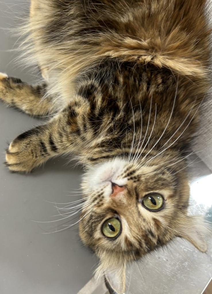 栃木県のアメリカンカール (OneBuddy宇都宮店/2025年2月1日生まれ/女の子/ブラウンパッチドタビー)の子猫の1枚目の画像