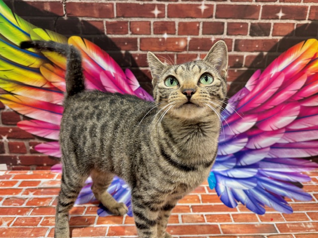 栃木県のマンチカン (ペッツワン小山店/2024年12月26日生まれ/女の子/ブラウンスポットタビー)の子猫の2枚目の画像