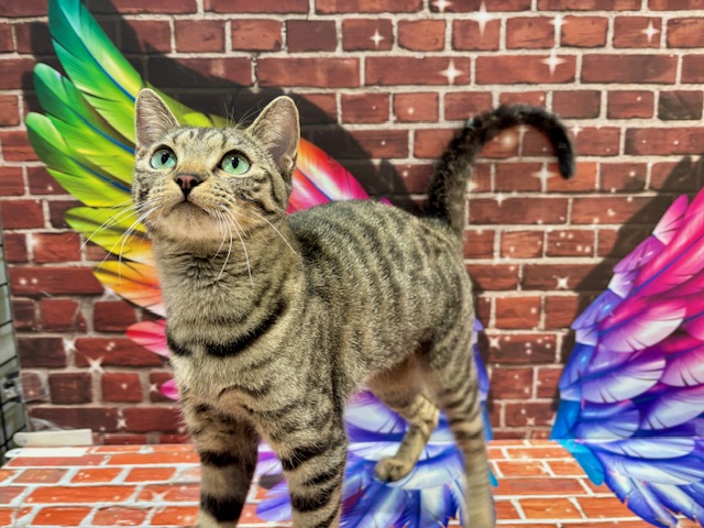 栃木県のマンチカン (ペッツワン小山店/2024年12月26日生まれ/女の子/ブラウンスポットタビー)の子猫の3枚目の画像