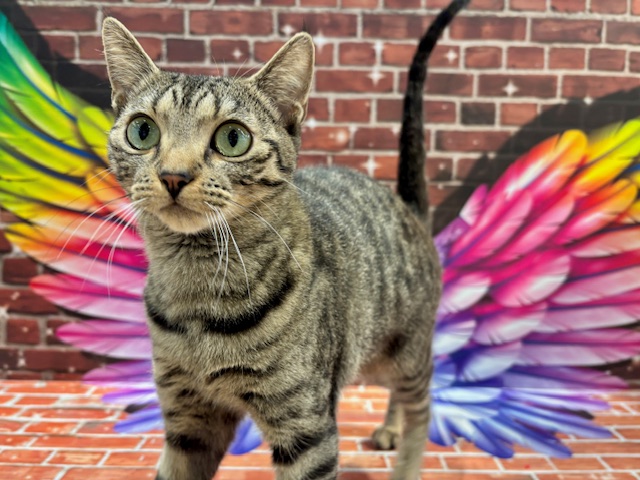 栃木県のマンチカン (ペッツワン小山店/2024年12月26日生まれ/女の子/ブラウンスポットタビー)の子猫の4枚目の画像