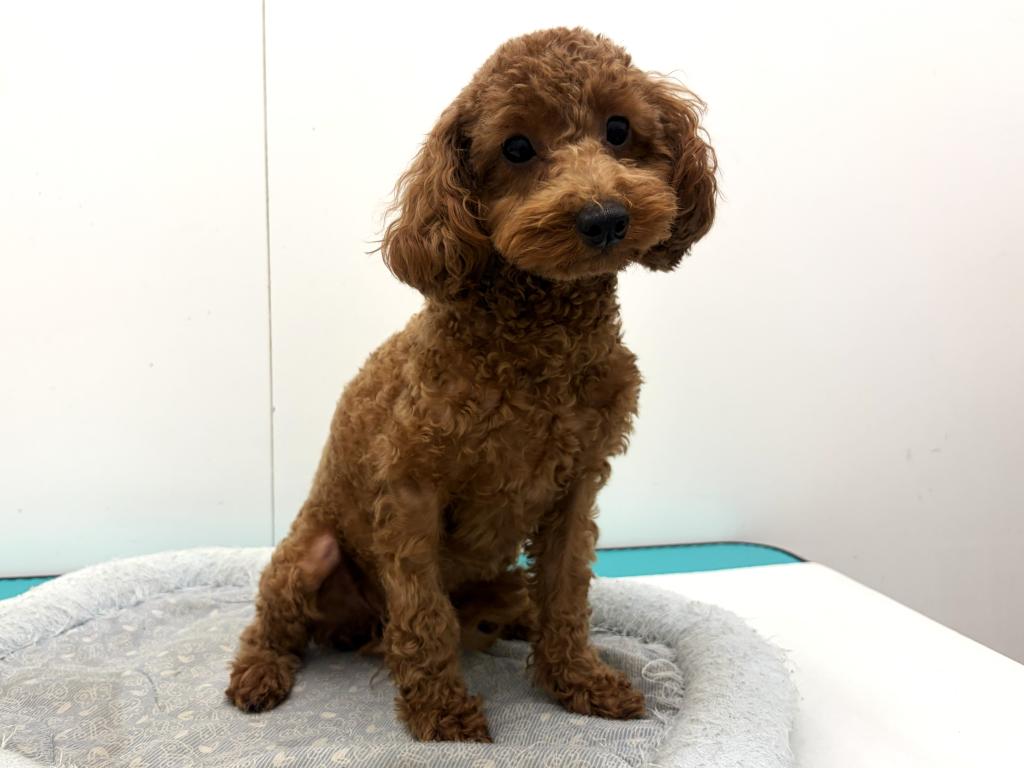 栃木県のトイプードル(トイ) (ペッツワン宇都宮平出店/2025年1月25日生まれ/女の子/レッド)の子犬の1枚目の画像