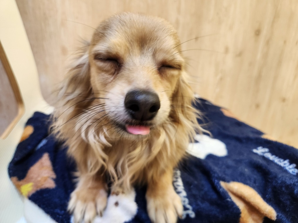 埼玉県のチワックス(チワワ×ダックス) (OneDo吹上店/2025年2月15日生まれ/男の子/フォーン)の子犬の2枚目の画像