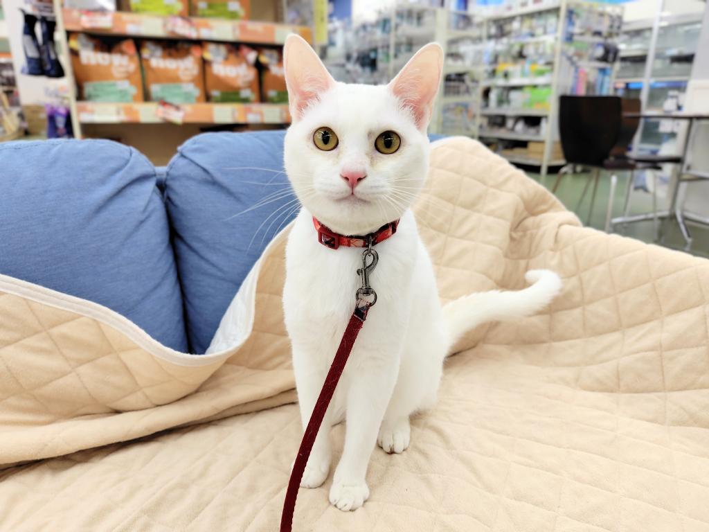 東京都のマンチカン (OneBuddy仙川店/2025年2月7日生まれ/男の子/ホワイト)の子猫の2枚目の画像