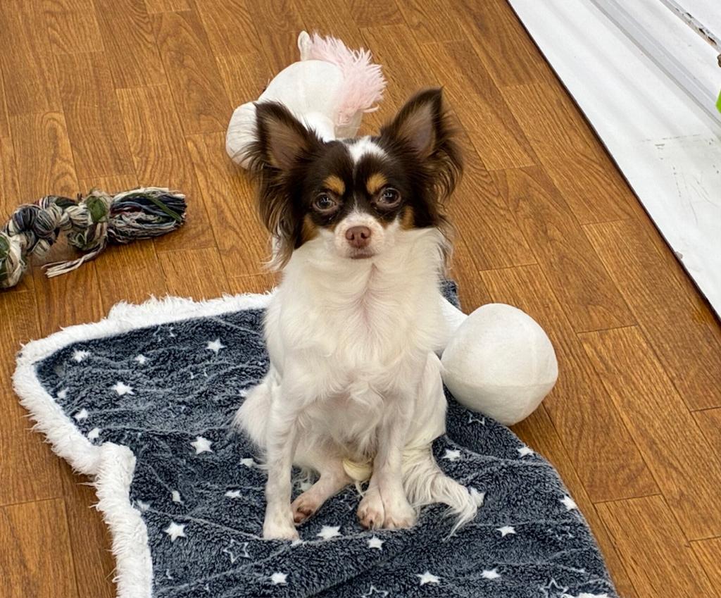 千葉県のチワワ(ロング) (ペッツワン市原店/2025年2月22日生まれ/女の子/チョコレートタンホワイト)の子犬の2枚目の画像