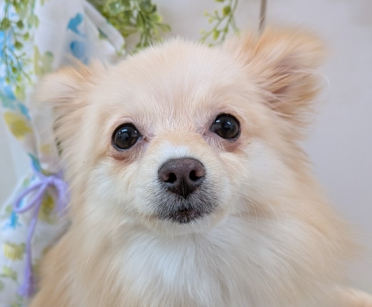 栃木県のポメラニアン (アミーゴ簗瀬店/2025年4月26日生まれ/女の子/クリーム)の子犬の2枚目の画像