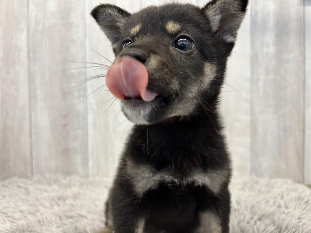 埼玉県の柴犬(標準サイズ) (ペットプラザ越谷大里店/2025年2月15日生まれ/女の子/黒)の子犬の2枚目の画像