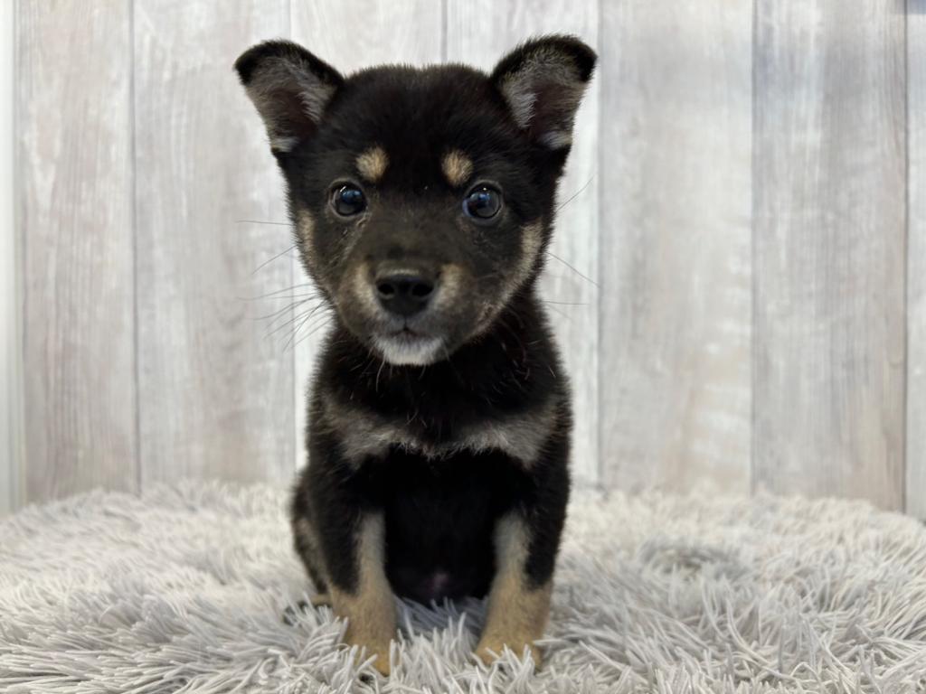 埼玉県の柴犬(標準サイズ) (ペットプラザ越谷大里店/2025年2月15日生まれ/女の子/黒)の子犬の3枚目の画像