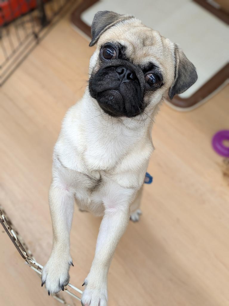 千葉県のハーフ犬・ミックス犬 (ペッツワン市原店/2025年4月12日生まれ/男の子/その他色)の子犬の2枚目の画像