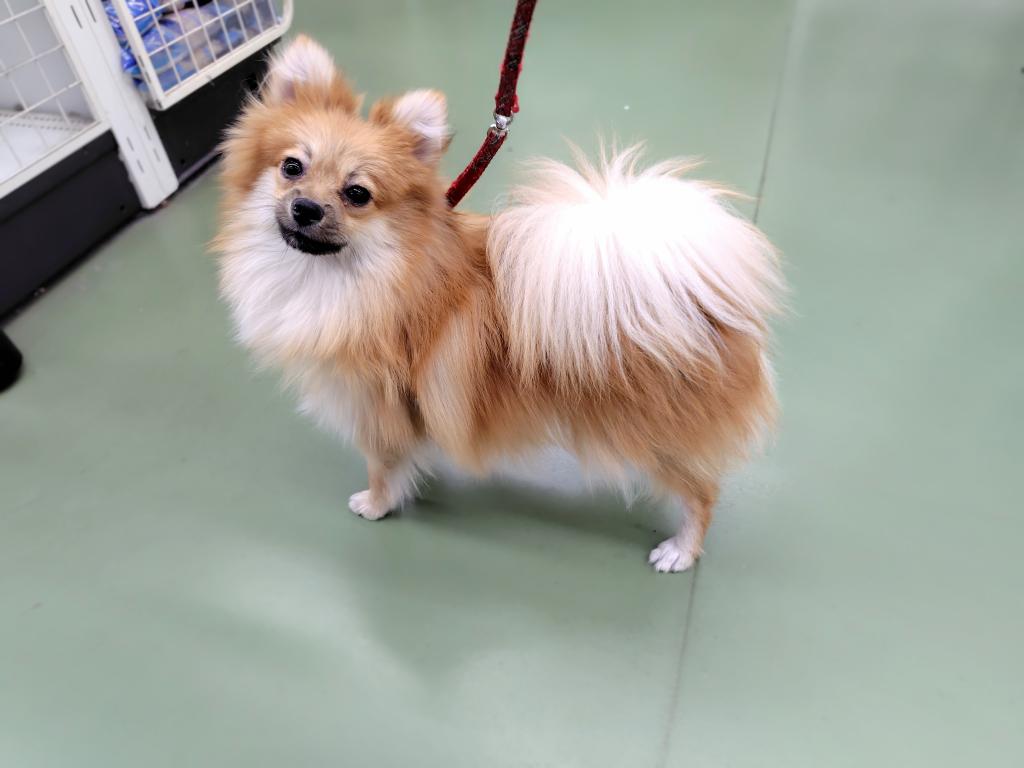 茨城県のポメラニアン (OneBuddyトモニー水戸店/2025年5月17日生まれ/男の子/オレンジ)の子犬の3枚目の画像