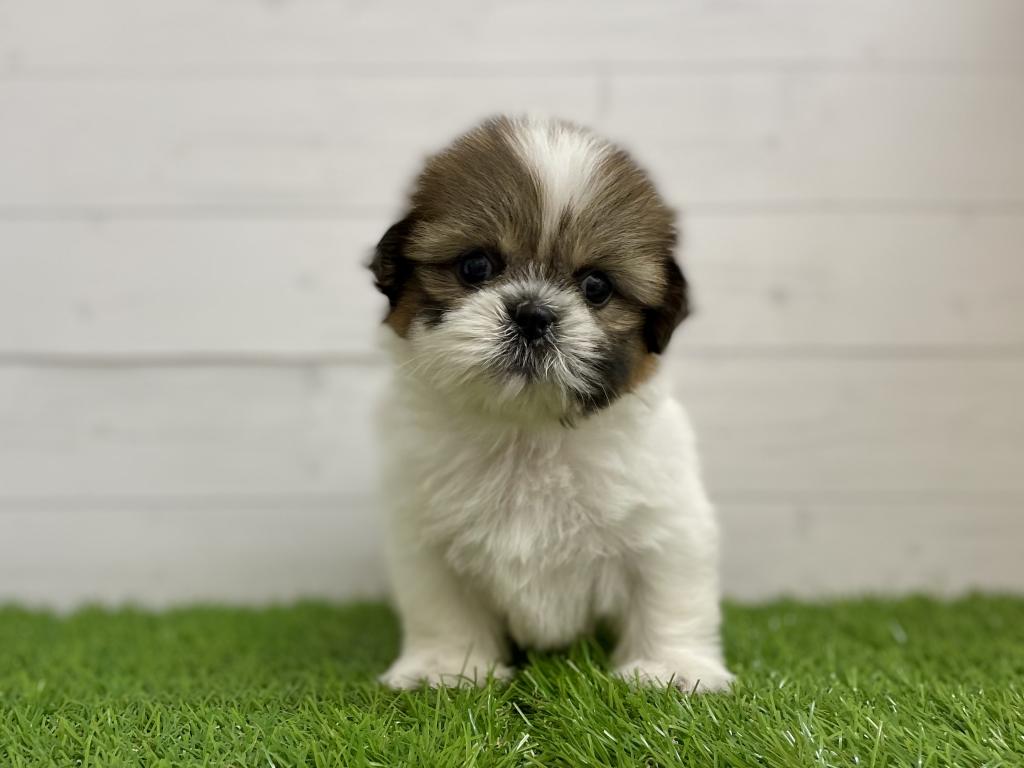 茨城県のシーズー (ペッツワン日立店/2025年5月25日生まれ/女の子/ホワイトゴールド)の子犬