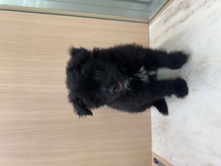 東京都のハーフ犬・ミックス犬 (OneBuddy町田三輪店/2025年5月31日生まれ/女の子/ブラック)の子犬