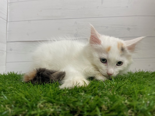 茨城県のメインクーン (ペッツワン日立店/2025年6月7日生まれ/女の子/シルバーパッチドタビーホワイト)の子猫